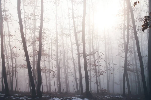 Magic Mysterious Forest Trees Fog Halloween Concept — Stockfoto