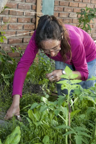 Adult woman working her garden — Stock Photo, Image