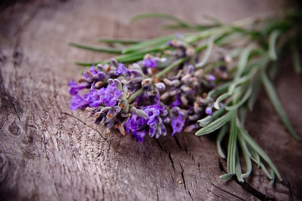 Lavendel — Stockfoto