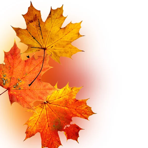 Autumn background — Stock Photo, Image