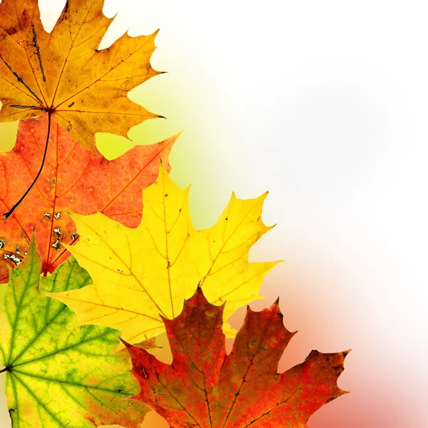 Autumn background — Stock Photo, Image