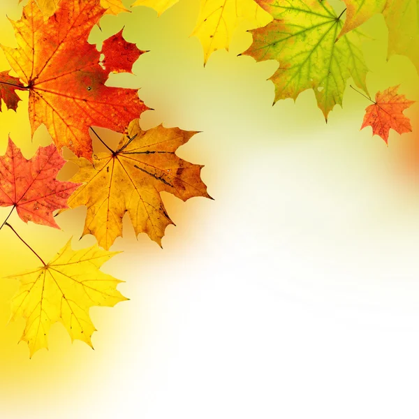 Autumn background — Stock Photo, Image