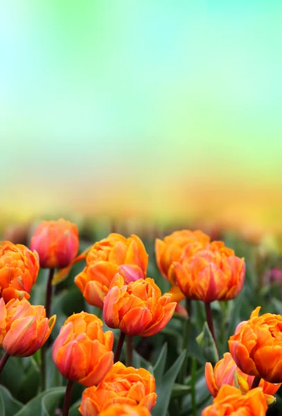 Tulips background — Stock Photo, Image