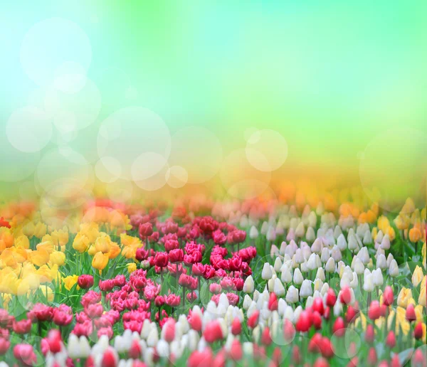 Tulips background — Stock Photo, Image