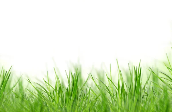 Groen gras — Stockfoto