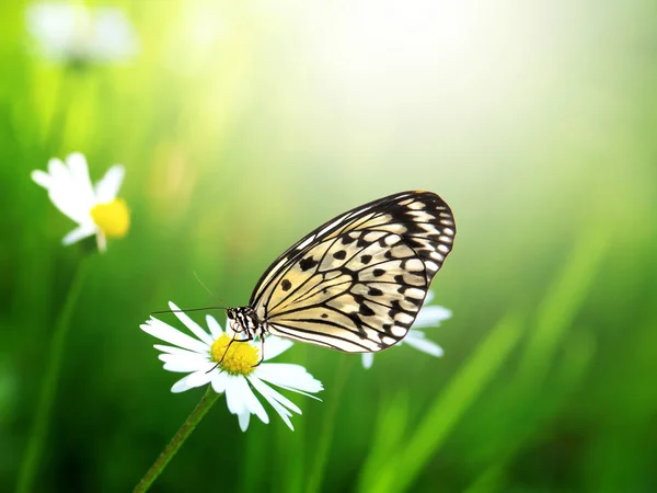 Borboleta exótica com flor de margarida — Fotografia de Stock