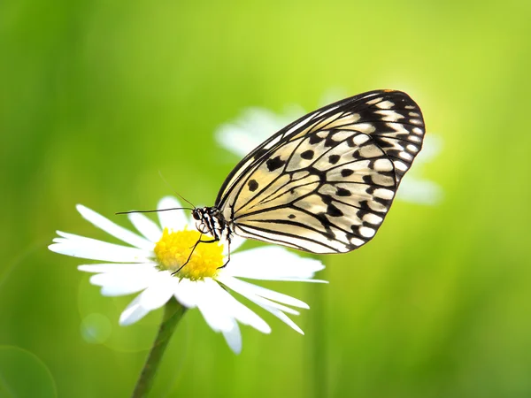 Exotic butterfly with daisy flower — Stock Photo, Image