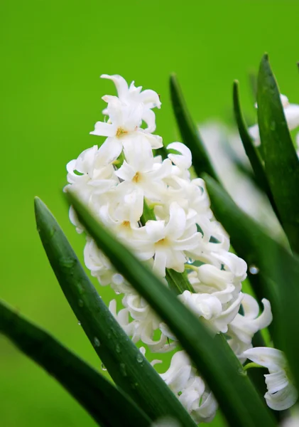 White hyacinth — Stock Photo, Image