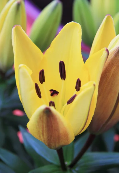 Yellow tulip — Stock Photo, Image