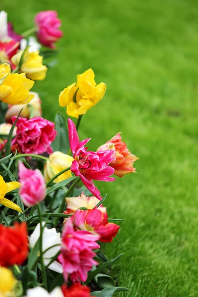 Tulips background — Stock Photo, Image