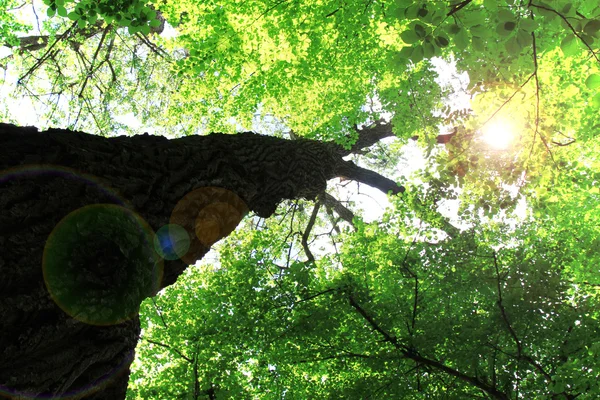 Hermoso árbol con rayos de sol — Foto de Stock