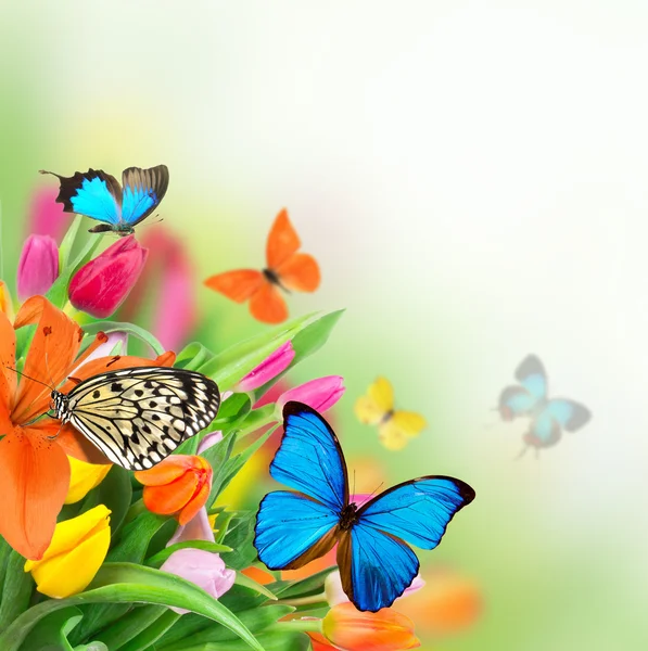 Schöner blumiger Hintergrund — Stockfoto