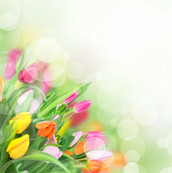 Beautiful floral background — Stock Photo, Image