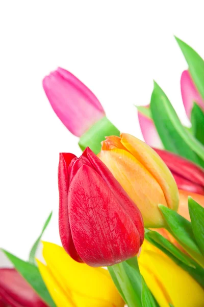 Tulips background — Stock Photo, Image