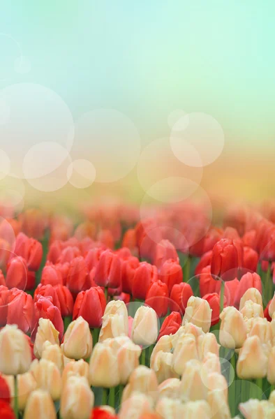 Tulpen achtergrond — Stockfoto