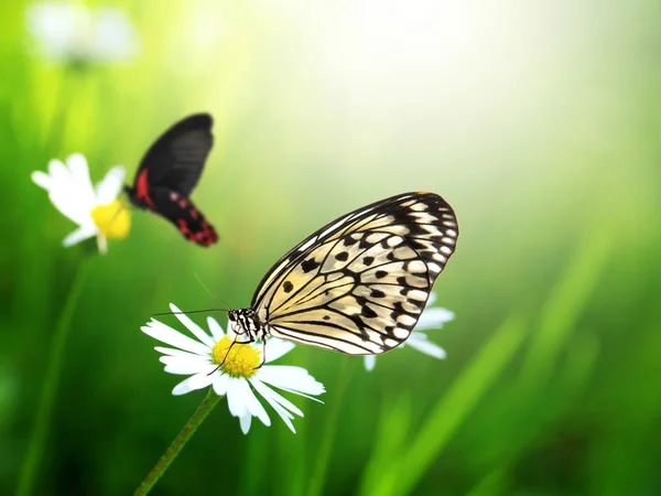 デイジーの花とエキゾチックな蝶 — ストック写真