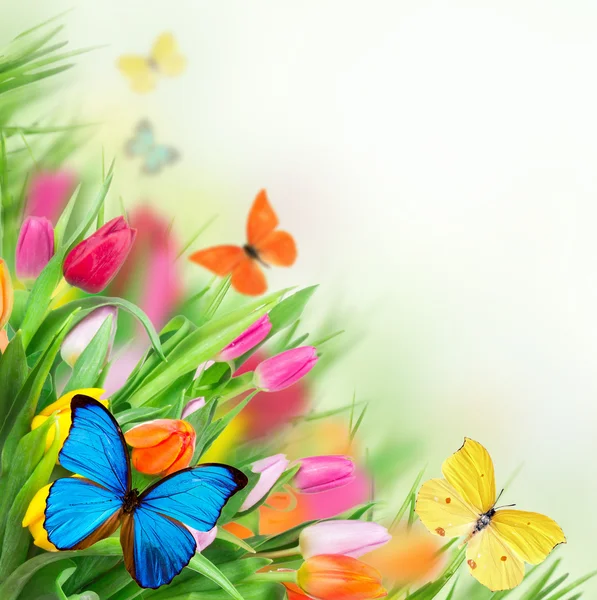 Schöne Tulpen Hintergrund — Stockfoto