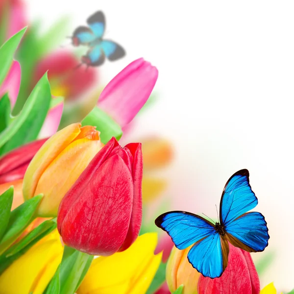 Piękne tulipany bukiet — Zdjęcie stockowe