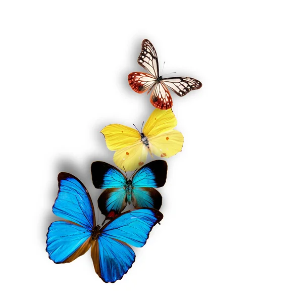 Mariposas exóticas — Foto de Stock