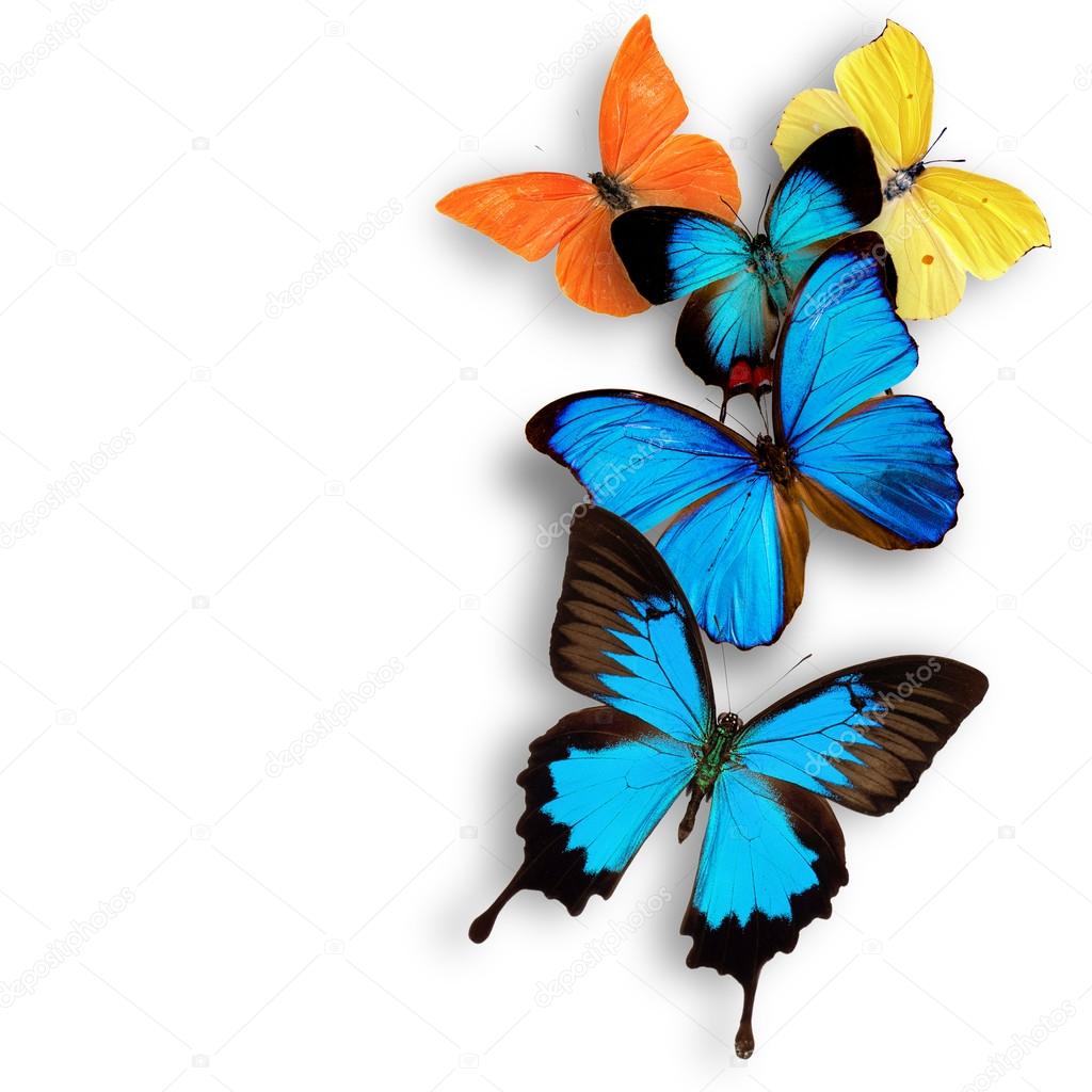 Exotic butterflies — Stock Photo © Kesu01 19439373