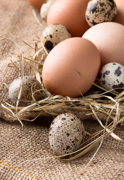 Ovos — Fotografia de Stock