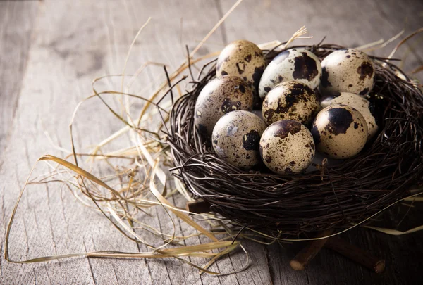 Huevos de codorniz — Foto de Stock