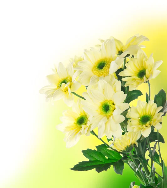 Yellow chrysanthemum flower — Stock Photo, Image