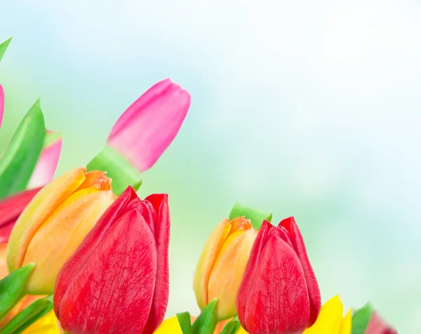 Floral background — Stock Photo, Image