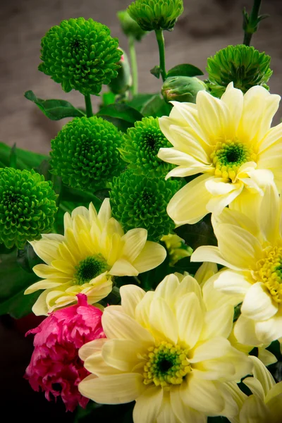 Fleur de chrysanthème jaune — Photo