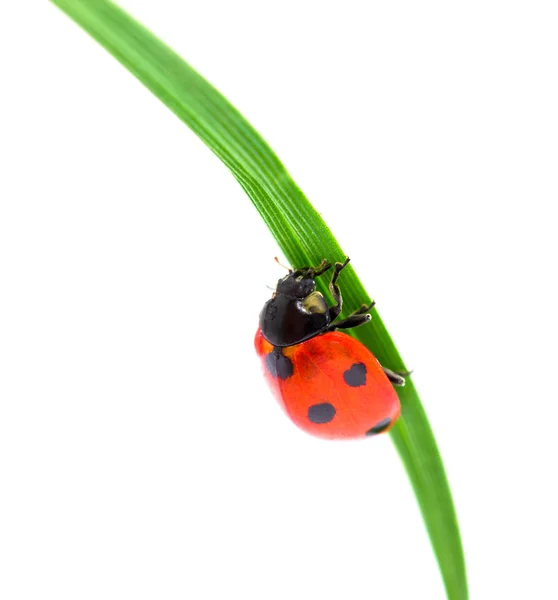 Coccinella su erba verde — Foto Stock