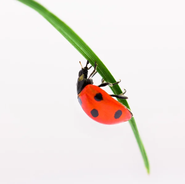 Coccinella su erba verde — Foto Stock