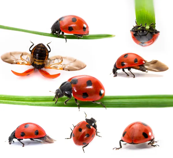 Collection of Seven-spot ladybirds — Stock Photo, Image