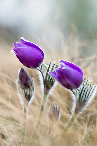 Fleurs pasques violettes — Photo