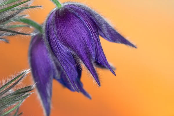 Purple pasque flowers during sunset — Stock Photo, Image