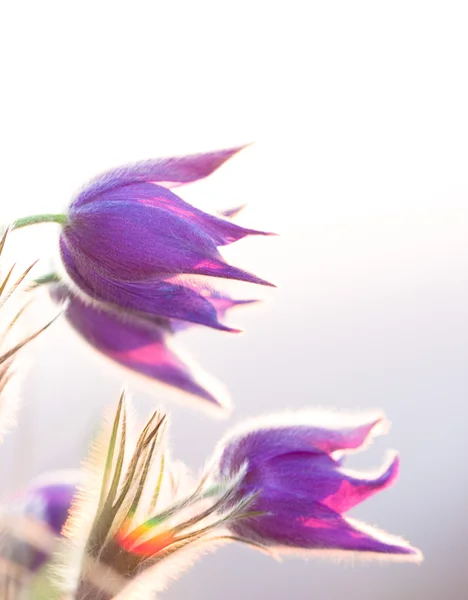 Virág lila említésre — Stock Fotó