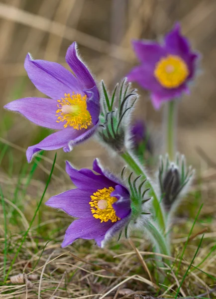 Purple pasque flowers — Stock Photo, Image