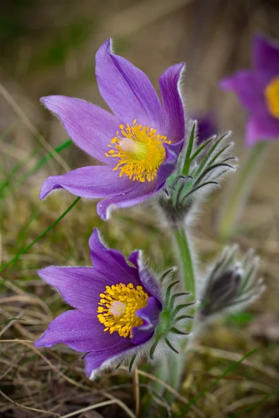 Fleurs pasques violettes — Photo