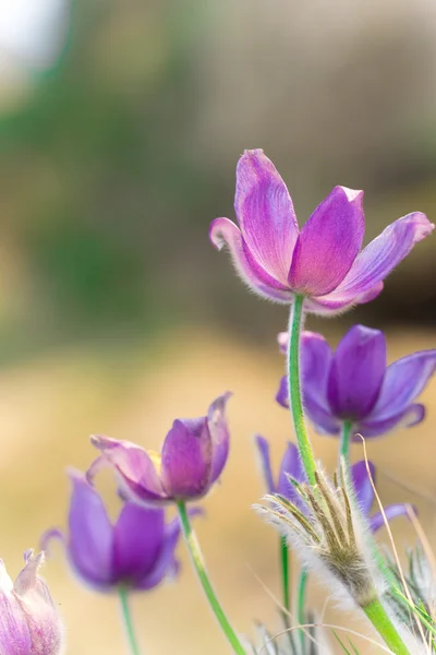 Purple pasque flowers — Stock Photo, Image