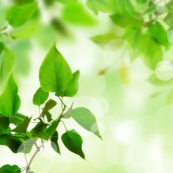 Fresh green leaves — Stock Photo, Image