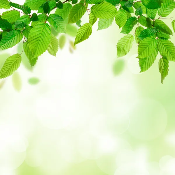 Fresh green leaves — Stock Photo, Image