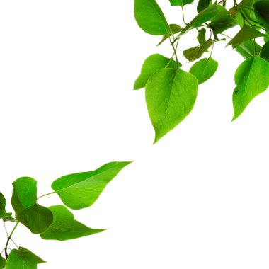 taze yeşil yapraklar