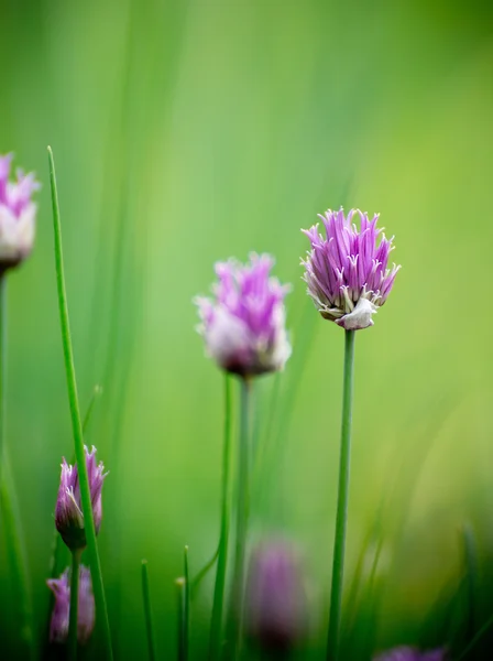Bieslook kruid bloemen — Stockfoto