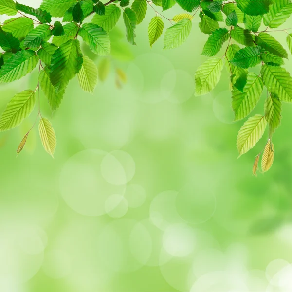 Fresh green leaves — Stock Photo, Image