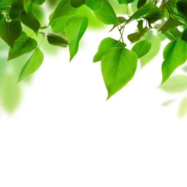 Fresh green leaves — Stock Photo, Image