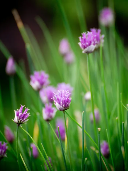 Gräslök ört blommor — Stockfoto