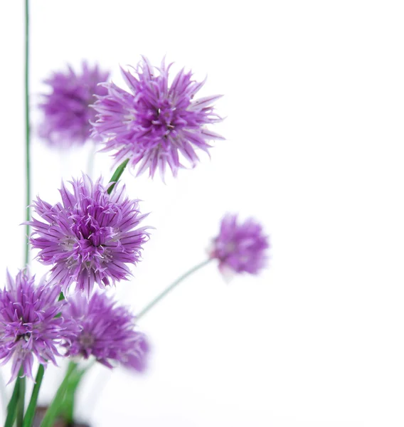 Erba cipollina con fiori — Foto Stock