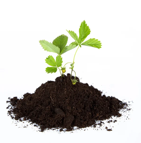 Heap dirt with a green plant — Stock Photo, Image