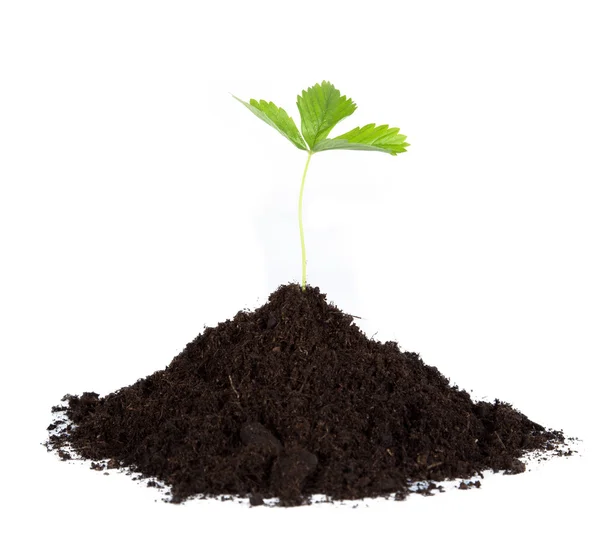 Heap dirt with a green plant — Stock Photo, Image