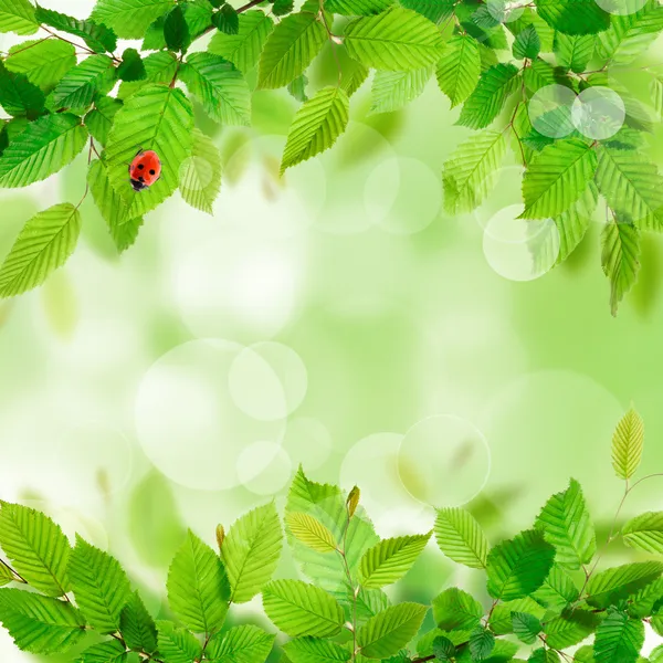 Fresh green leaves