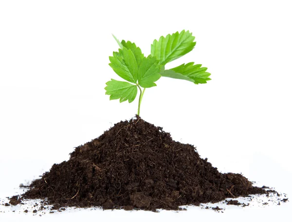 Heap dirt with a green plant — Stock Photo, Image